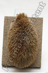 Hedgehog - Erinaceus europaeus